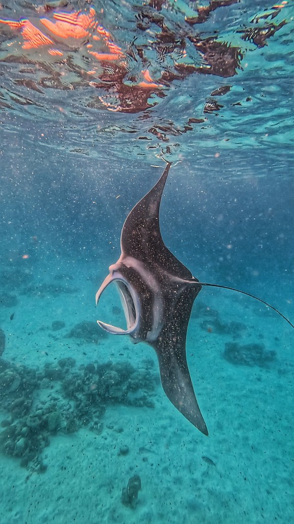 a huge manta ray feeding off the coast of Fulhadhoo turns in the water touching the surface with its fin