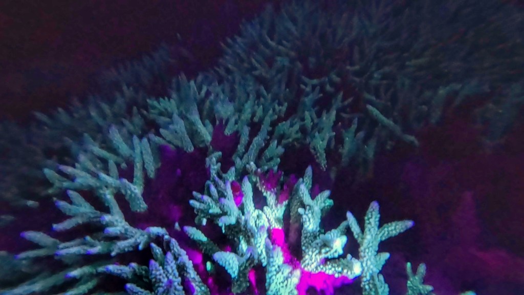 bioluminescent coral is lit up at might and appears purple and blue-green