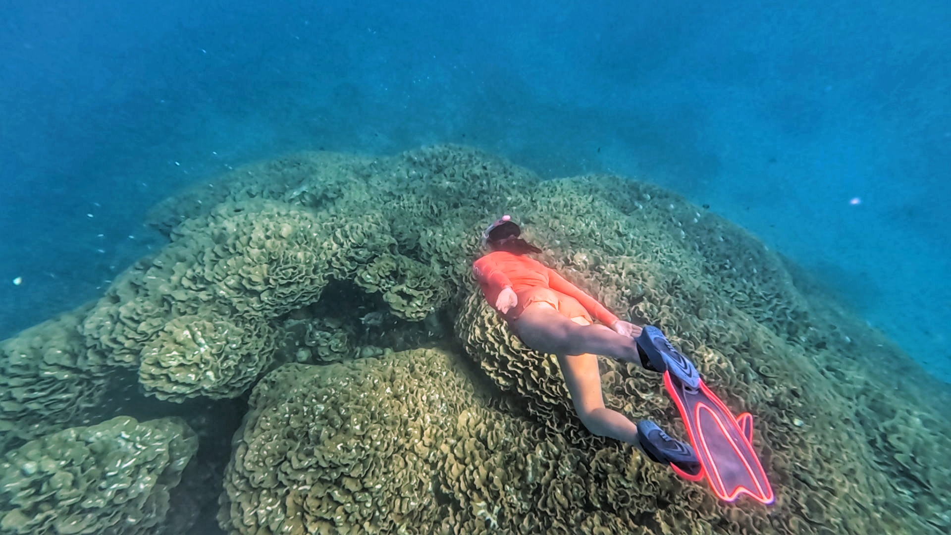 a giant sized single coral the size of a house with a woman snorkelling nearby for scale