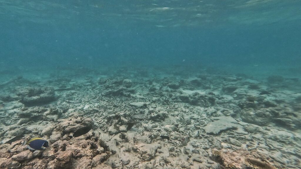 the bleached, broken and dead house reef at mahibadhoo