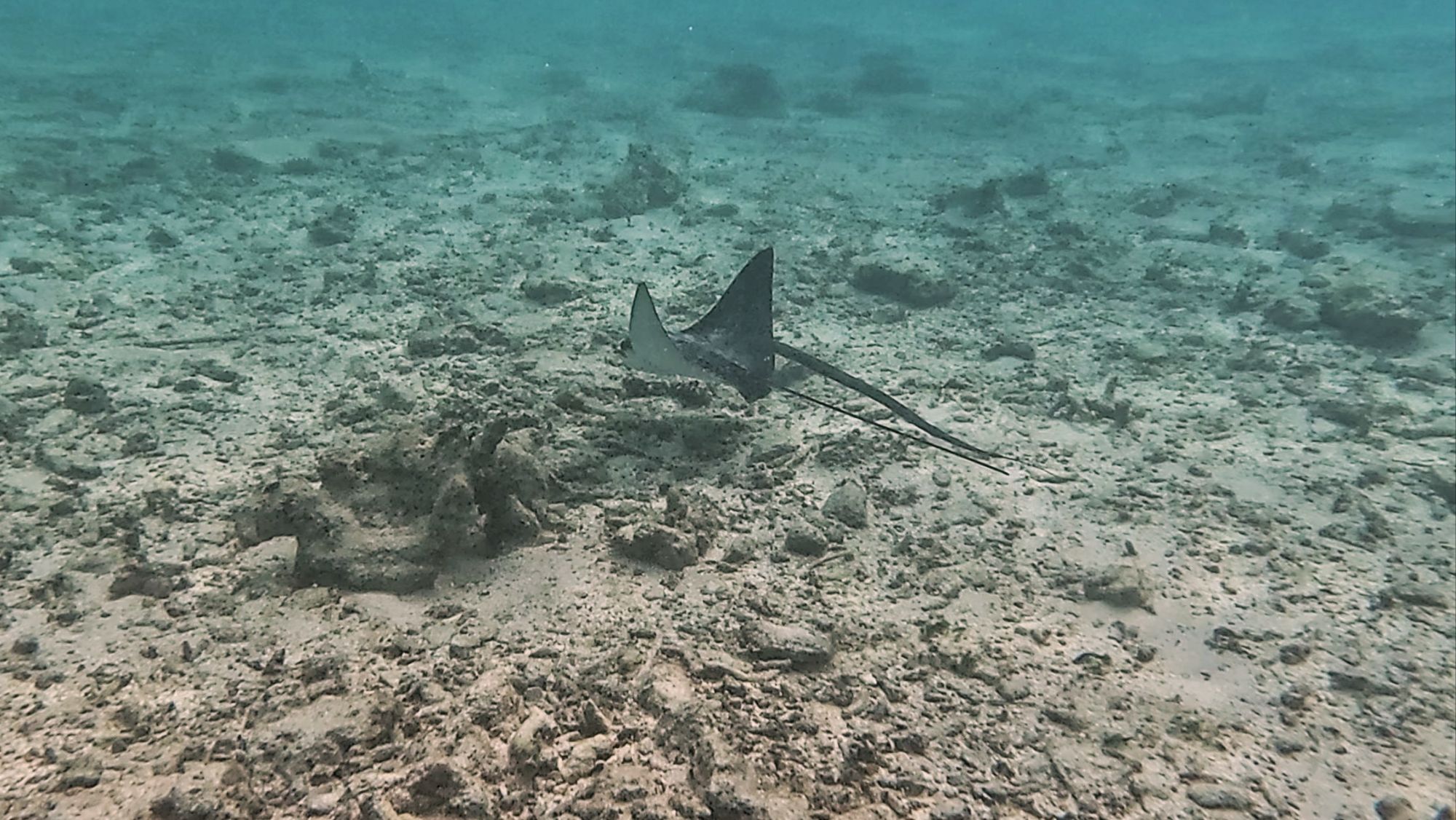 bleached and dead broken coral of the house reef in Mahibadhoo but still life - a spotted eagle ray and trumpet fish