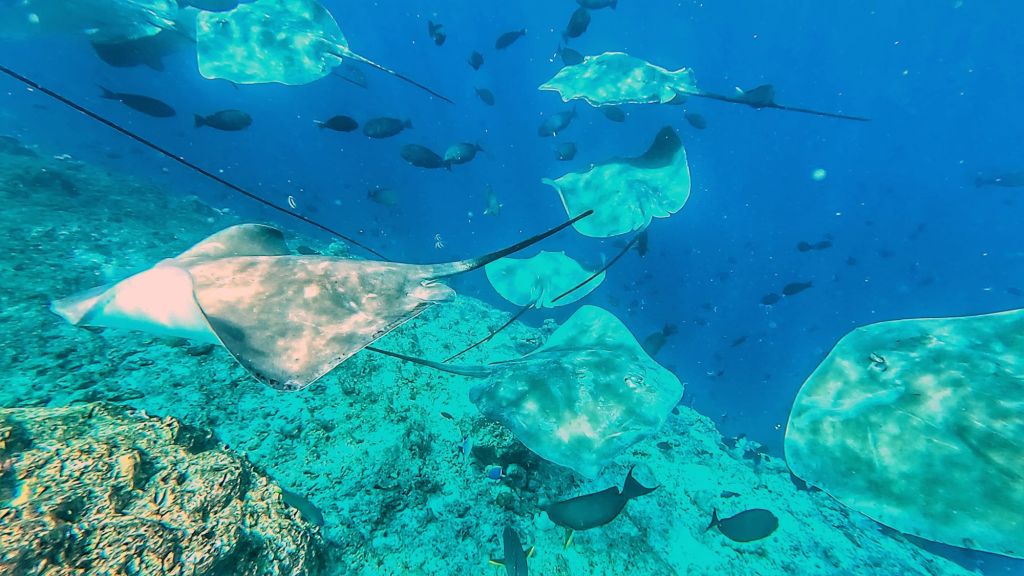 many sting rays congragating over a reef near Hulhumale in the Maldives