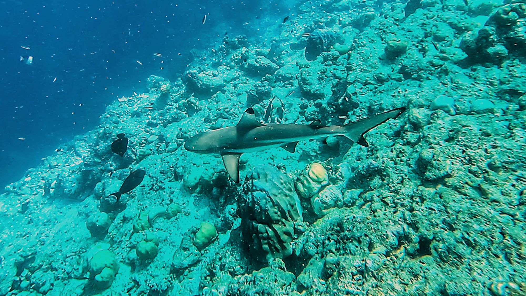 a black tip reef shark in the reef near Huhulmale and male
