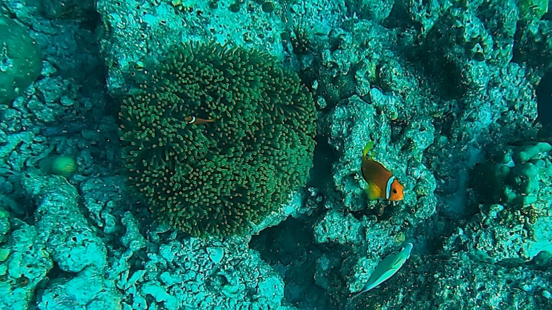 an anenome and clownfish near Huhumale and Male in the Maldives