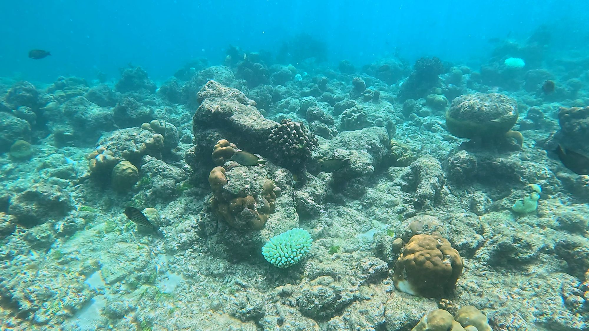 the house reef and limited coral in dharavandhoo