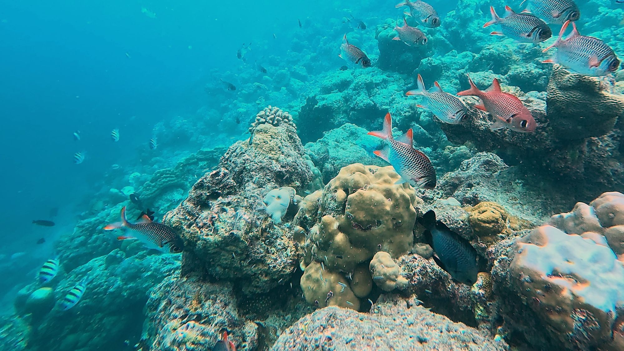 the house reef off kiha beach in dharavandhoo