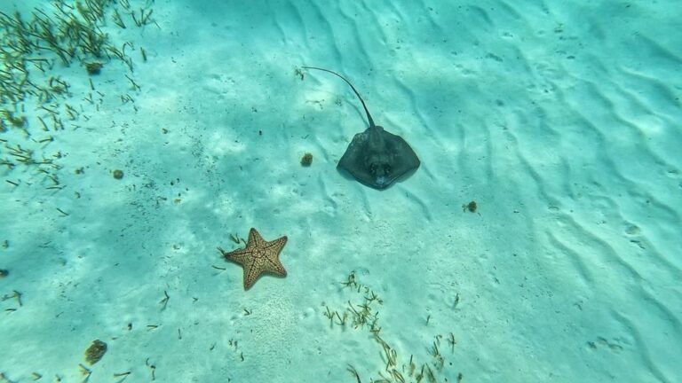 What Animals Can You See in Cozumel?