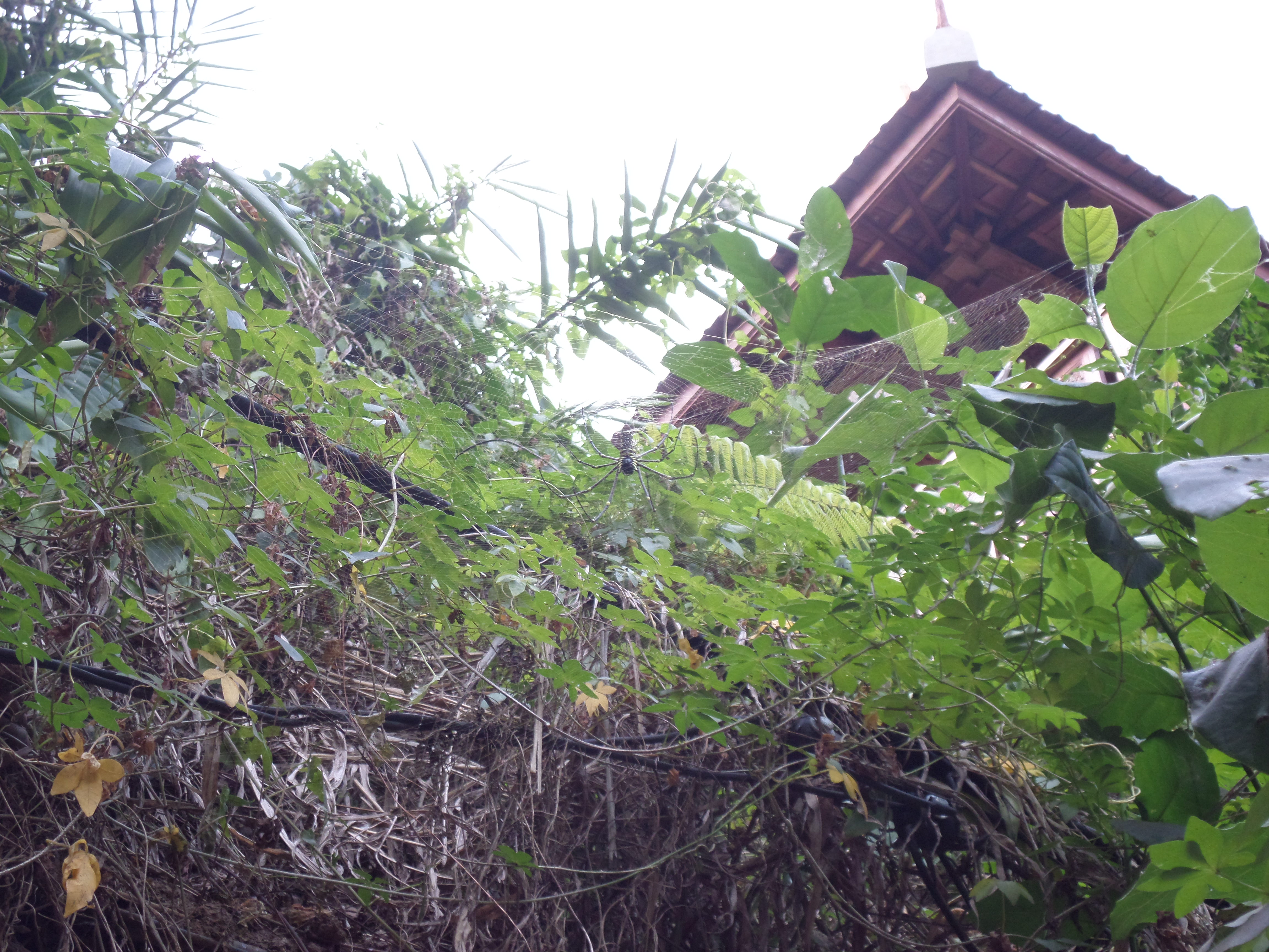 SAMSUNG CAMERA PICTURES