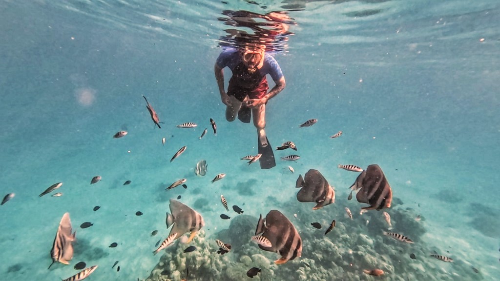 dave surrounded by batfish in fulhadhoo