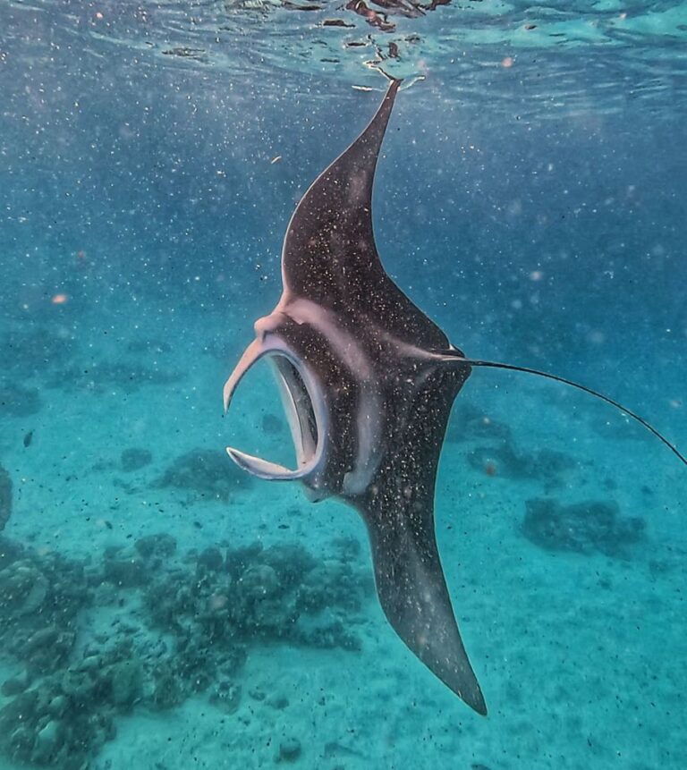 Wildlife of the Maldives: What Animals Can You See and Where to Find Them