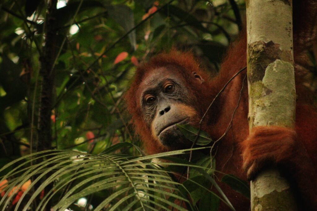 a female juvenile sumatran orangutan looks into the camera