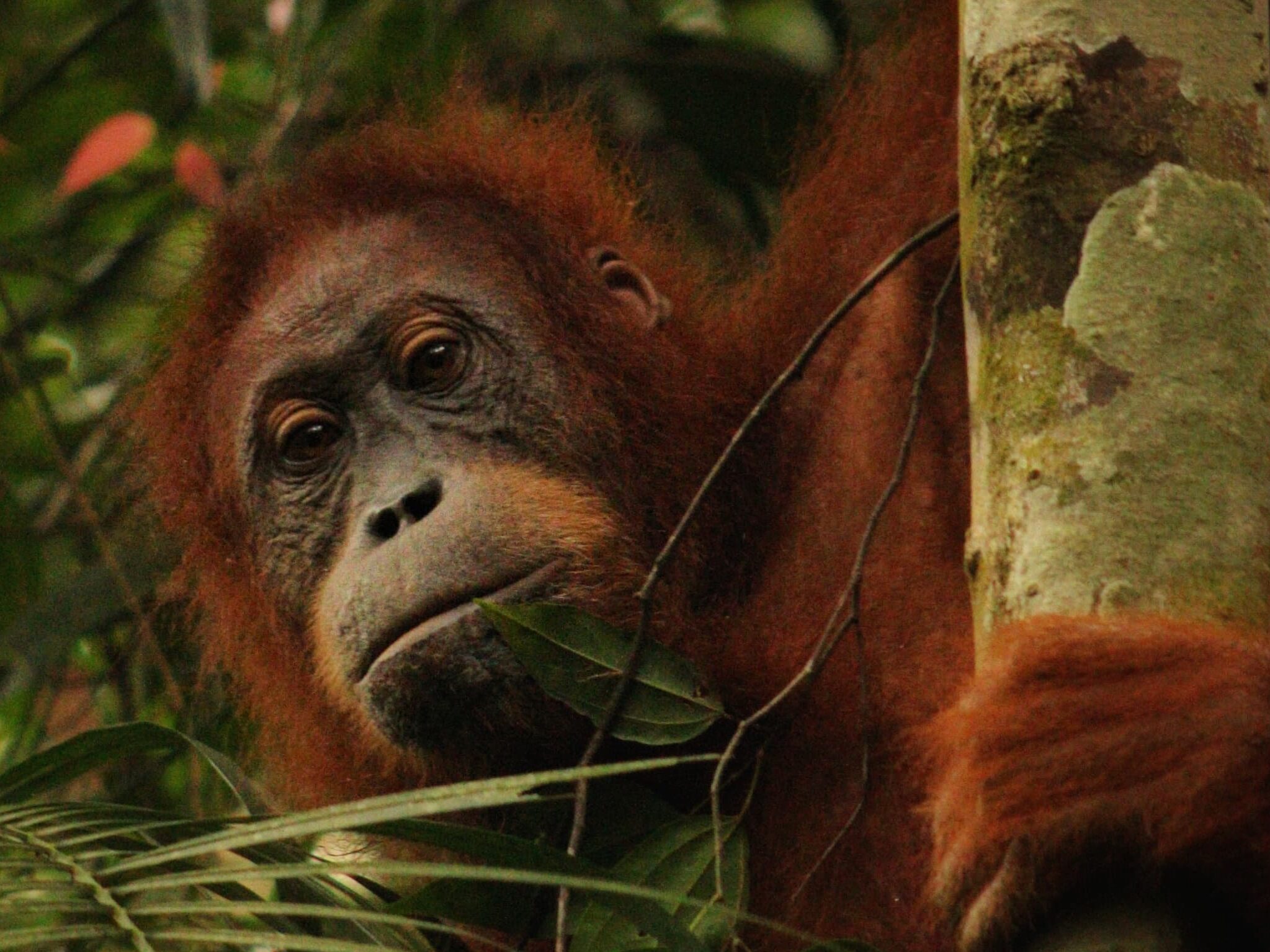 a female juvenile sumatran orangutan looks into the camera