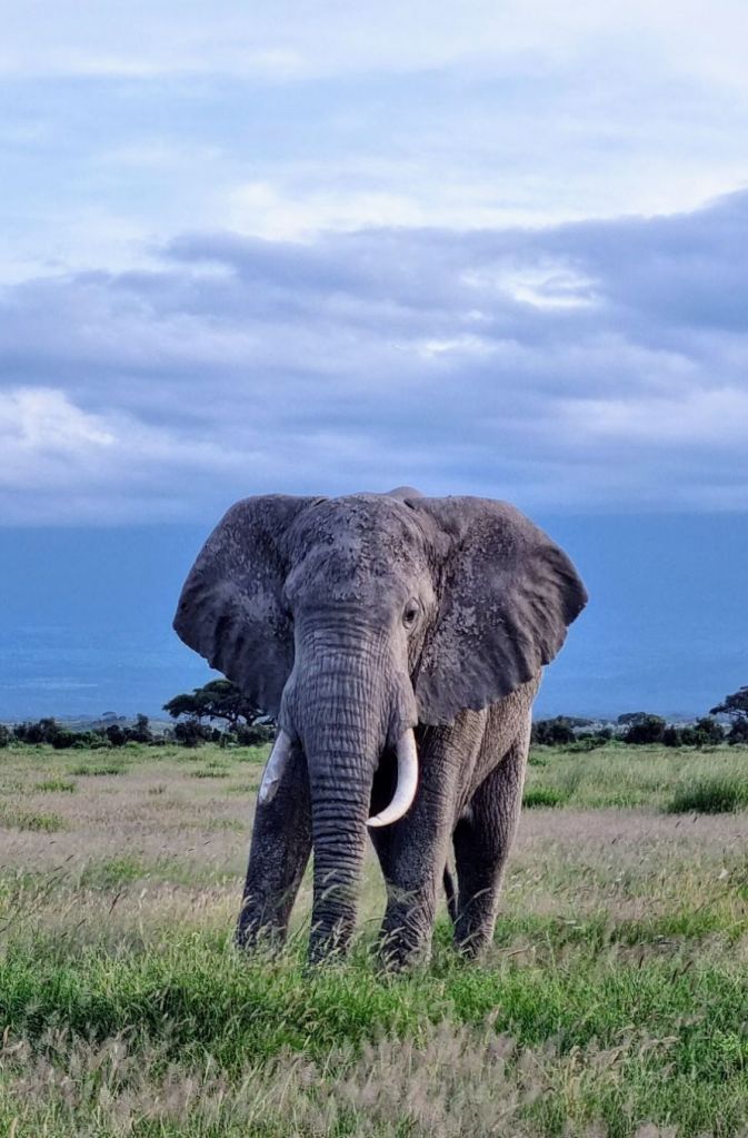Safari in Amboseli National Park