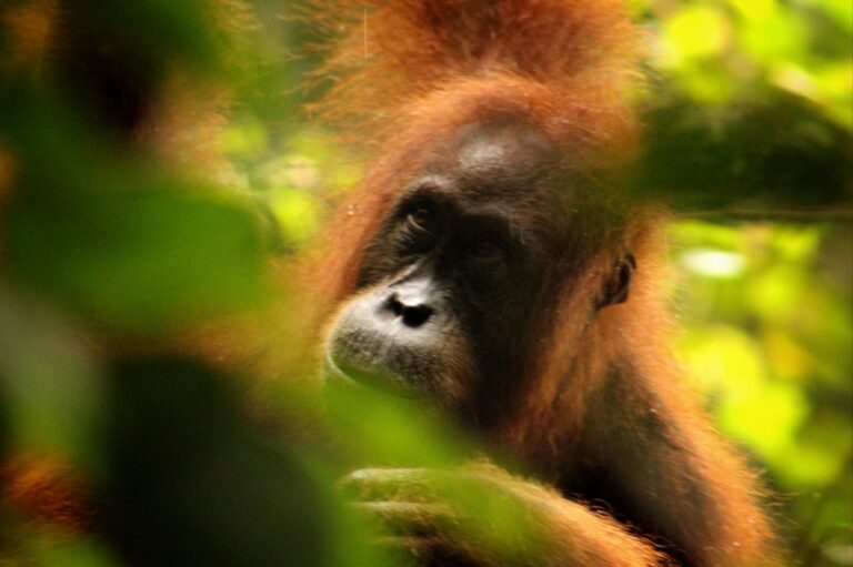 The ULTIMATE Ethical Wildlife Guide: 10 Unique Southeast Asia Encounters (No Crowds Guaranteed)