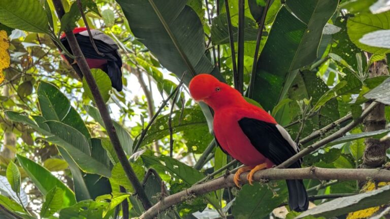 The birding starts in Jardín