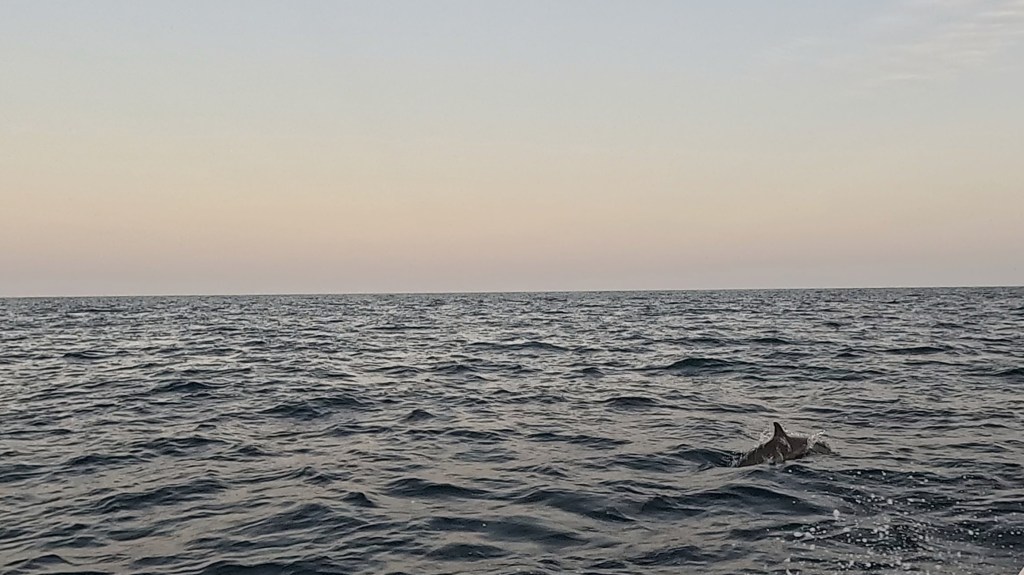 dolphins in dharavandoo hanifaru bay