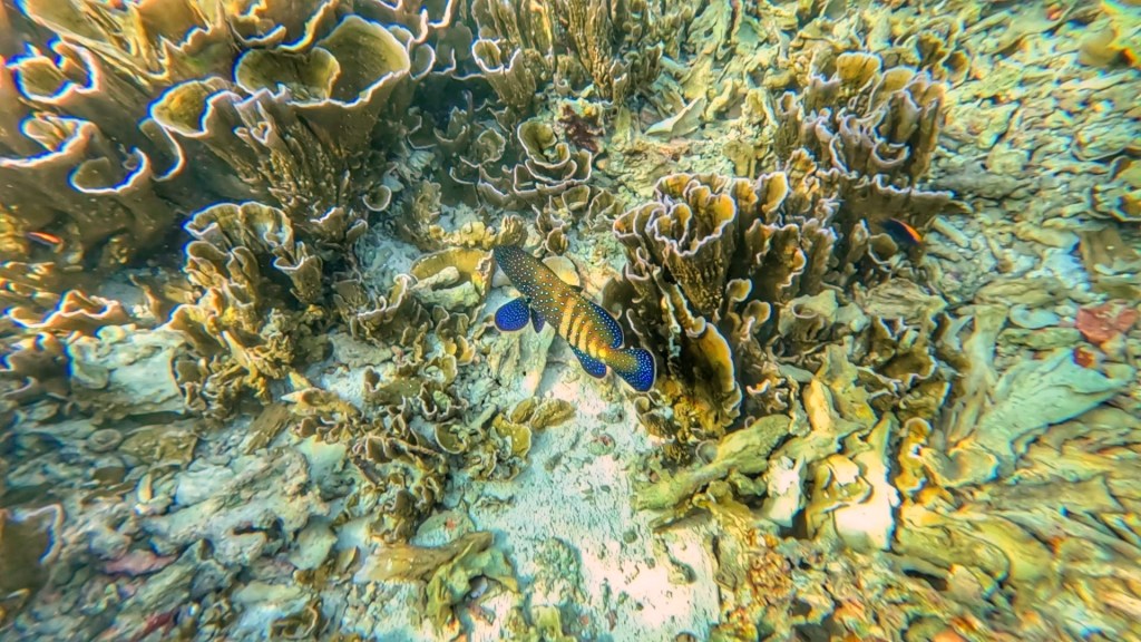 Grouper in the Maldives