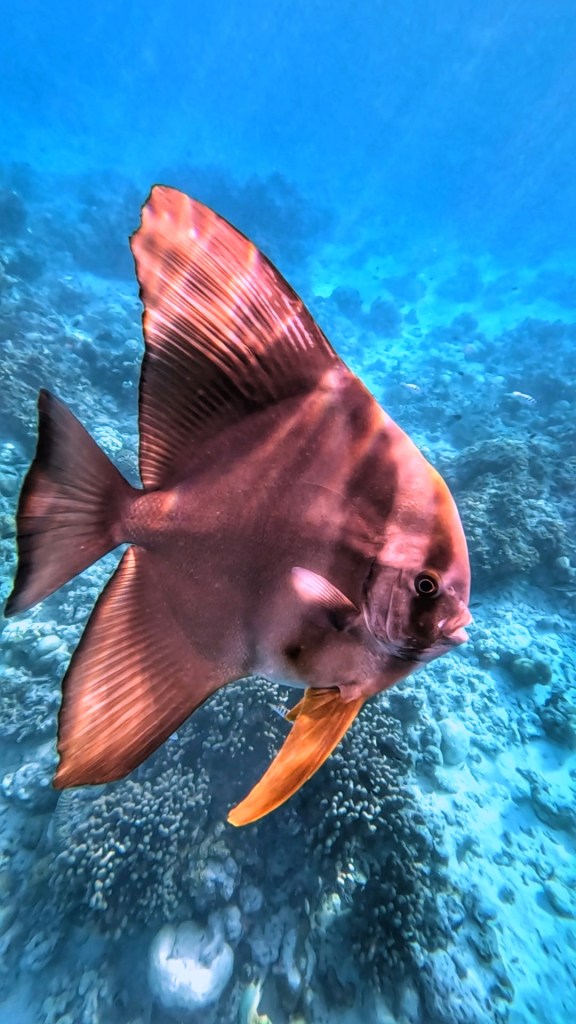 Batfish in Fulhadhoo