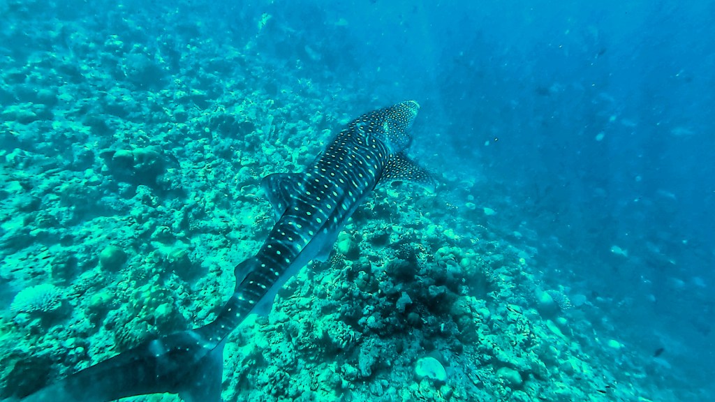 whale shark in dhigurah