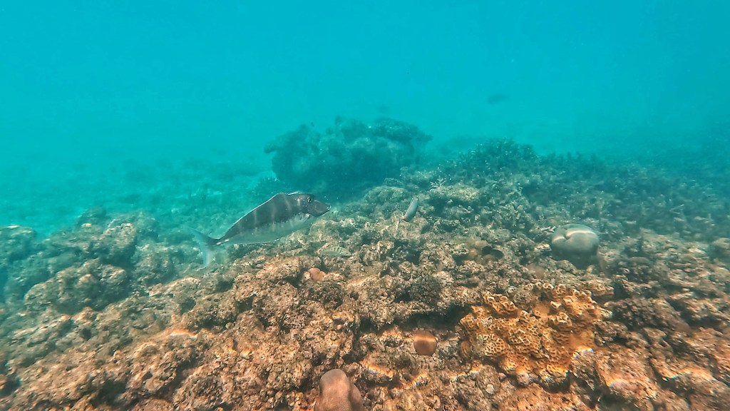 Unicornfish in the Maldives