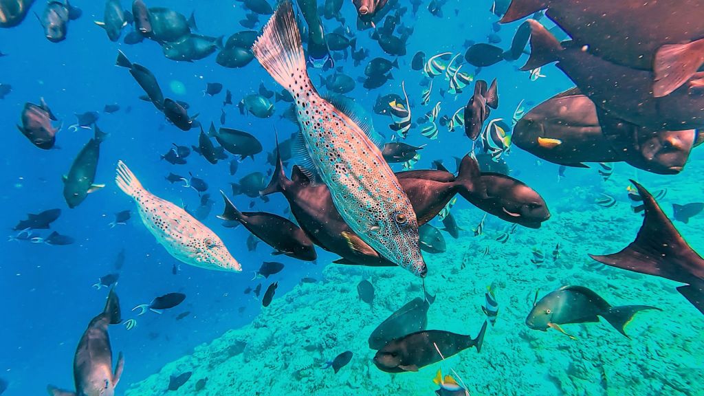 Blue Spotted Cornetfish in the Maldives