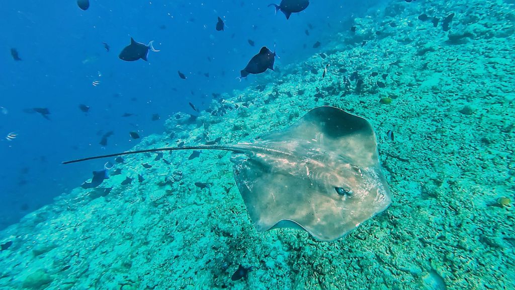 Pink Whipray in the Maldives fish tank