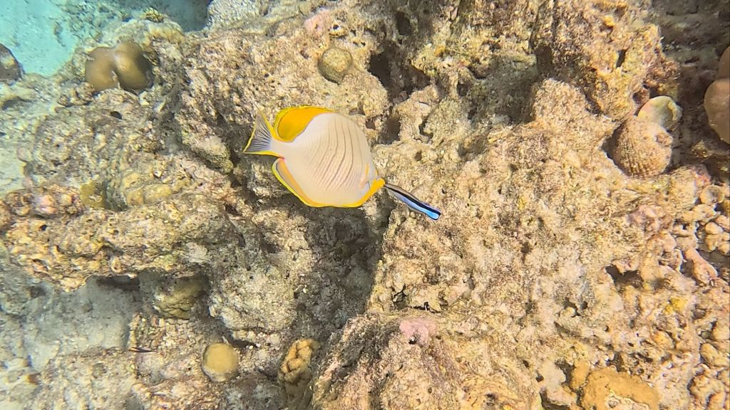 Yellow Longnose Butterflyfish in the Maldives
