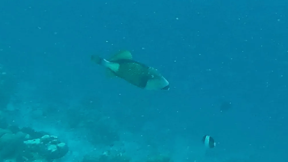 titan triggerfish on dharavandoo