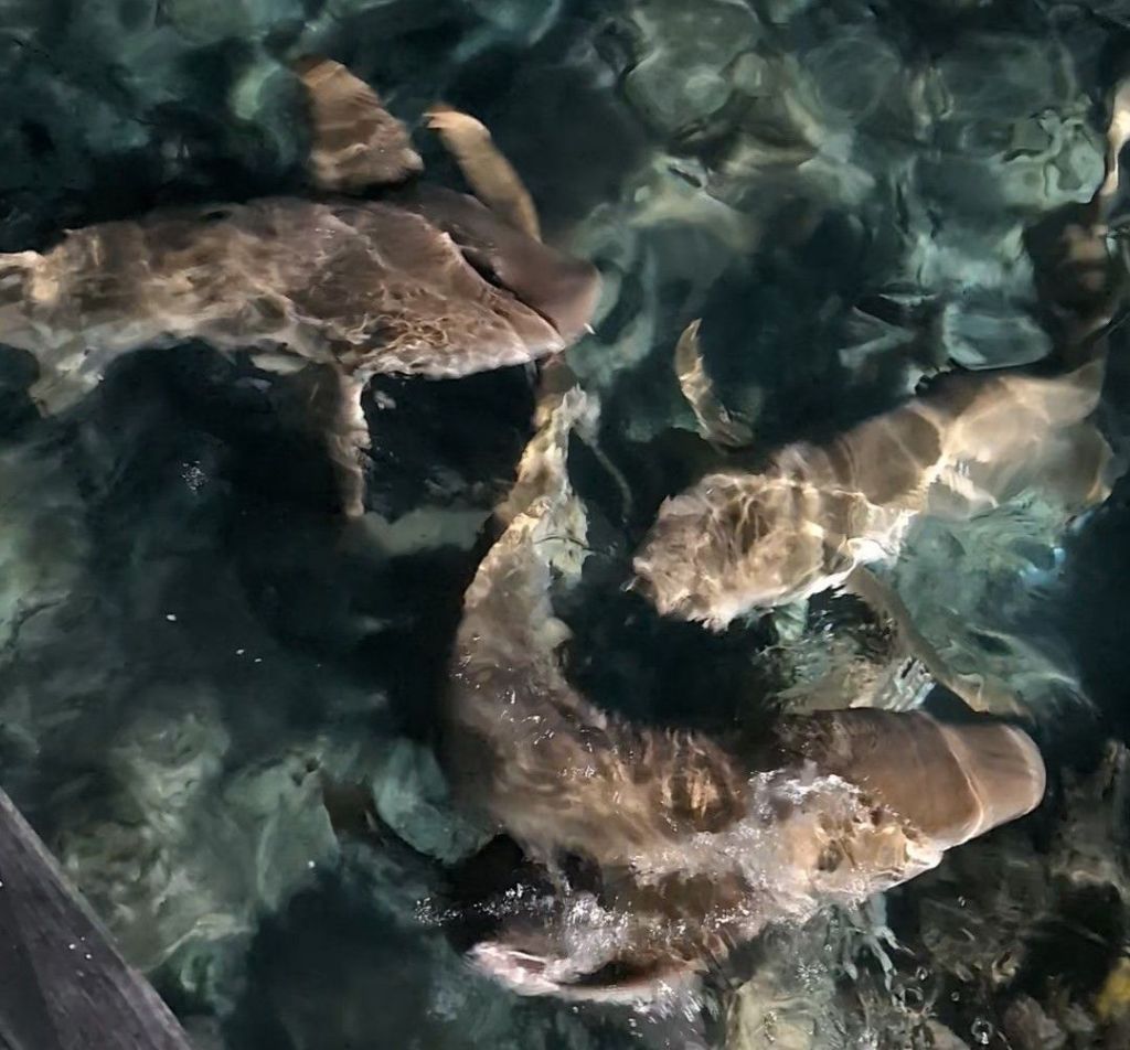 Nurse Sharks