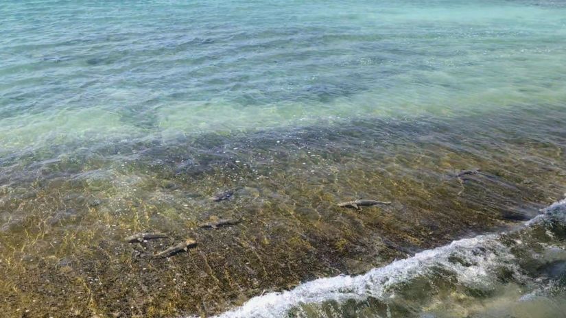 baby sharks in dharavandhoo