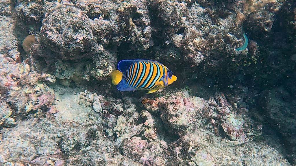 Regal Angelfish in the maldives