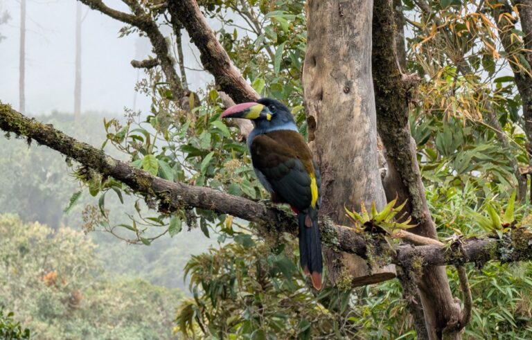 World-Class Birding in Manizales
