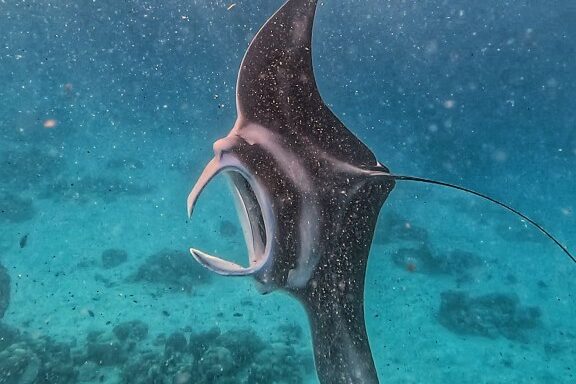 a huge manta ray feeding off the coast of Fulhadhoo turns in the water touching the surface with its fin