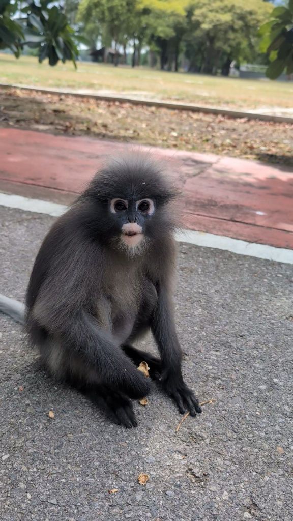 Prachuap’s perfection revisited