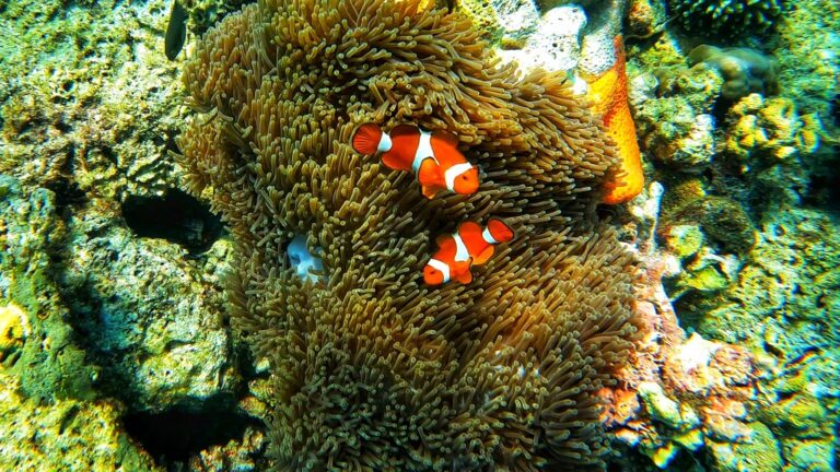 The Ultimate Snorkeling Experience – Coron to El Nido Expedition