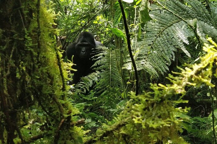 A silverback wild mountain gorilla looks out from the jungle in Bwindi Impenetrable Forest in Uganda