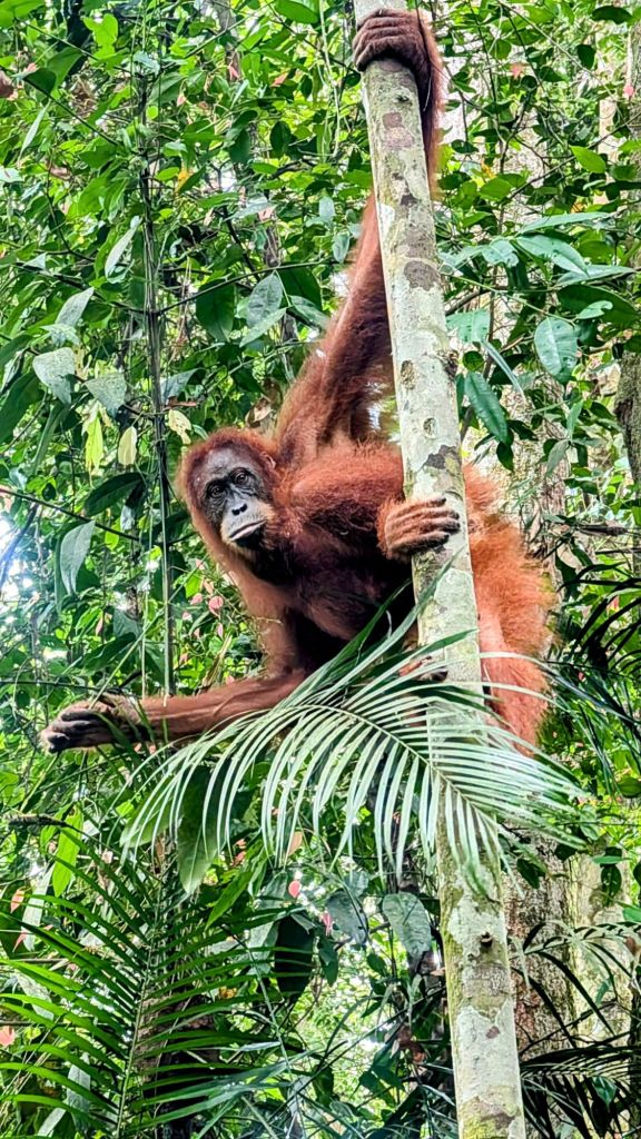 Birthday Orangutans in Bukit Lawang