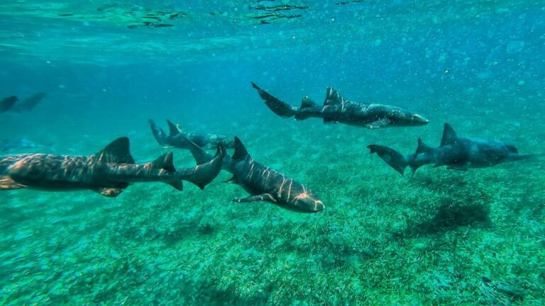 Chilling in Caye Caulker
