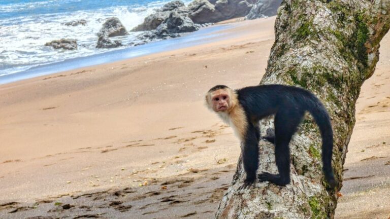 Corcovado: Costa Rica’s last wild frontier?