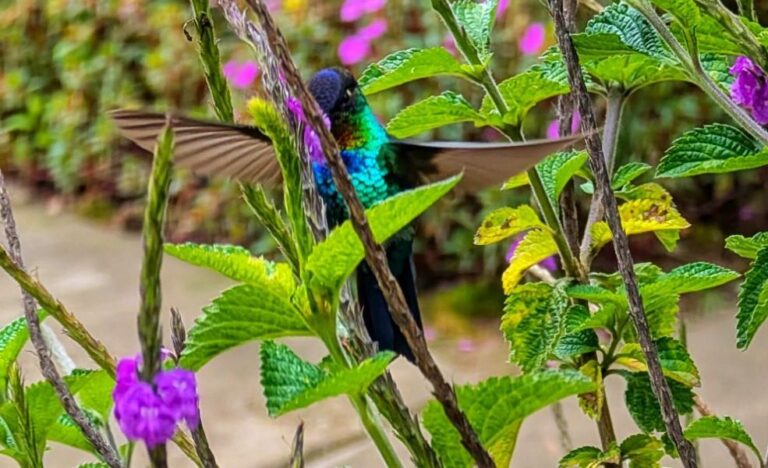 Finding peace (and Quetzals) in San Gerado de Dota