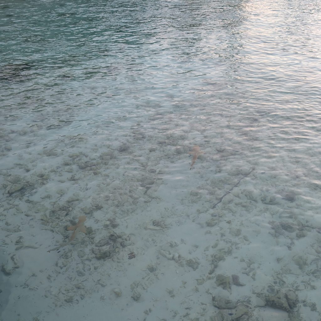 black tip reef sharks swim in shallow water, as seen from above standing on the harbour
