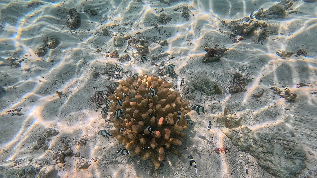little black and white fish swim in and out of a small red coral in shallow water
