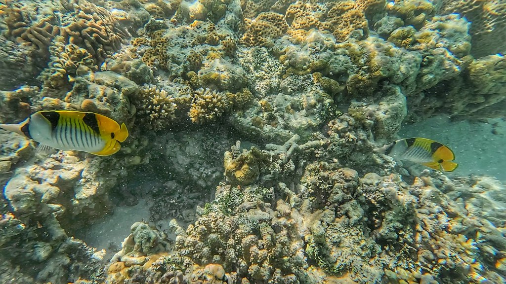 black white and yellow butterfly fish at the reef in fulhadhoo
