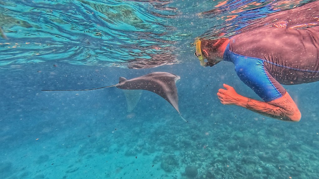 dave swimming with a manta ray in fulhadhoo
