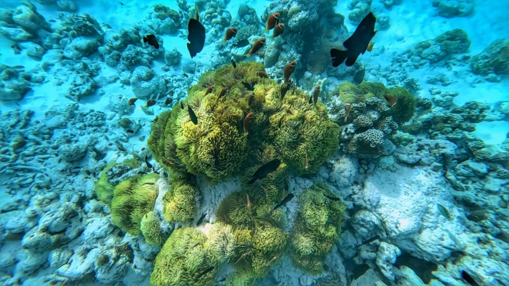a colony of skunk clownfish living in a hugh anenome