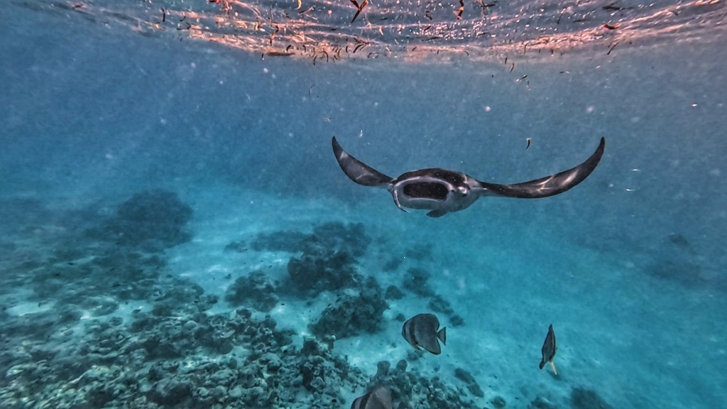 a manta ray swimming in fulhadhoo
