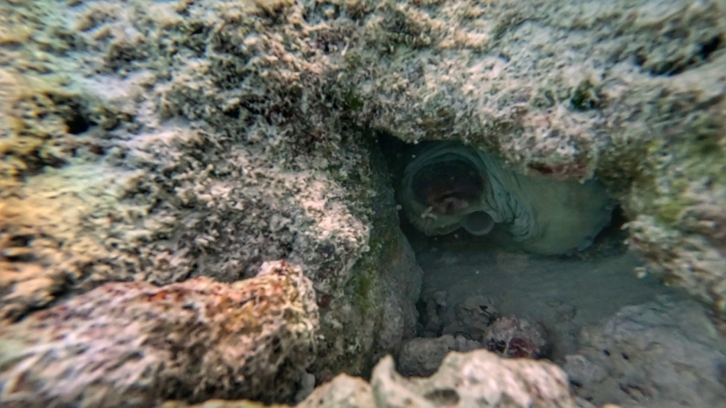 an octopus hides under rocks in fulhadhoo reefs
