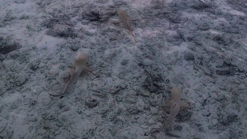 3 black tip reef sharks swim in shallow water
