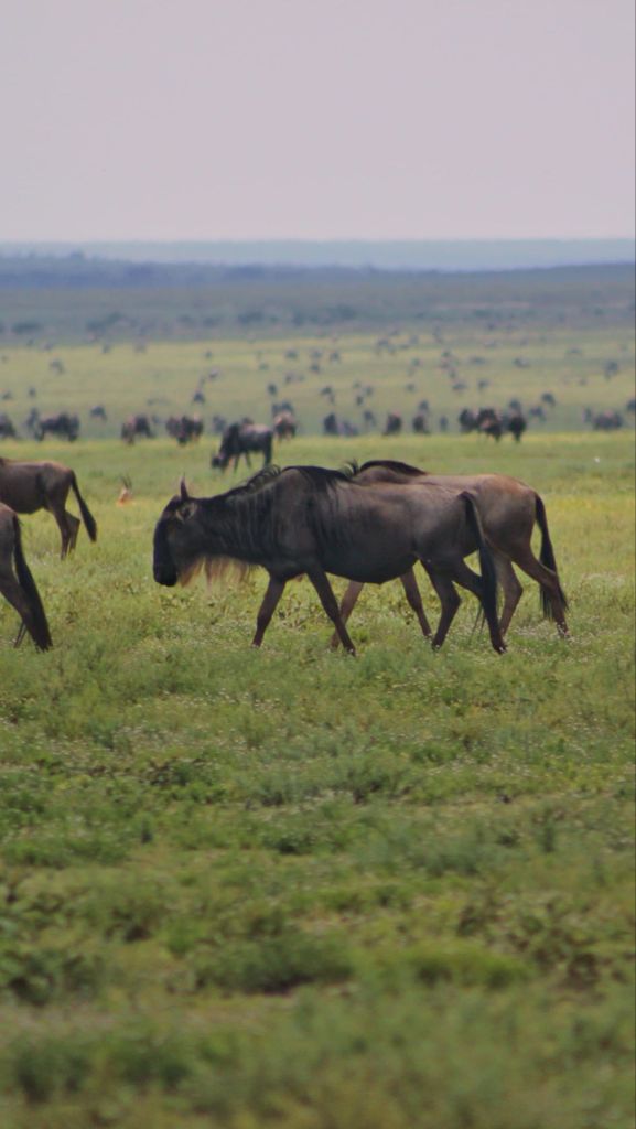 How to ruin a Safari in Tanzania