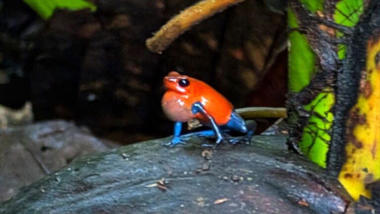 La Fortuna: Frogs, forests and free hot springs